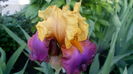IMG_20150508_043931