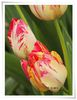 DSCF0327