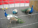 DSCN1244
