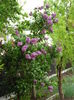 DSC07112 - Copy