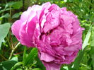DSC07275