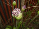 Allium Purple Sensation (2015, April 28)