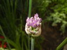 Allium Purple Sensation (2015, April 28)