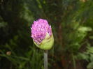 Allium Purple Sensation (2015, April 28)