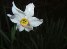 Narcissus Pheasants Eye (2015, April 20)