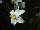 Narcissus Pheasants Eye (2015, April 20)