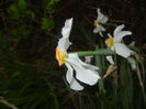 Narcissus Pheasants Eye (2015, April 21)