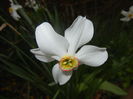 Narcissus Pheasants Eye (2015, April 21)