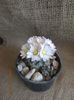 Gymnocalycium damsii