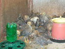DSCN0352