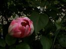 9 mai 2015 (56)