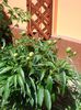 bujori (3)