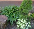 hoste (5)