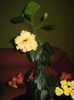 Picture My plants 3094