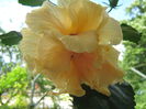 Picture My plants 3095