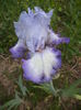 DSC03666