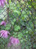 DSC03681