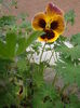 P5070194