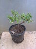 cotoneaster 1-40lei