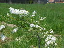 exochorda The Bride