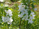 malus John Downie