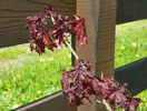 acer Crimson Sentry