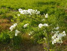exochorda The Bride