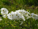 exochorda The Bride