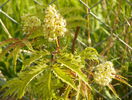 soc Sutherland Gold