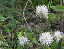 fothergilla major