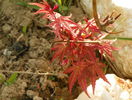 acer Phoenix