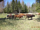 Coboram la drum-6