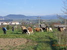 Cu vacile pe drum