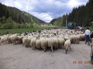 O luam in sus spre Calimani