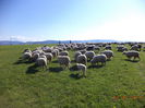 Oile o iau inaintea vacilor