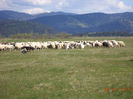 Oile pasc bine-6