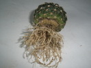 Notocactus - radacini curatate