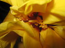 Picture My plants 3129