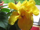 Picture My plants 3130