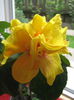 Picture My plants 3131