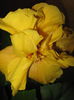Picture My plants 3137