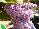 Syringa vulgaris mov, fl.involta