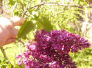 Syringa vulgaris ,cu fl visinie simpla