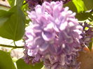 Syringa vulgaris Nadezhda cu fl,involta