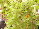 Syringa persica Laciniata