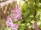 Syringa vulgaris,fl simpla