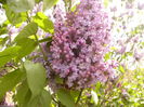 Syringa vulgaris,fl. involta