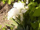 Iris-primul infloreste-