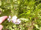 Syringa vulgaris Michel Buchener