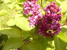 Syringa vulgaris Charles Joly